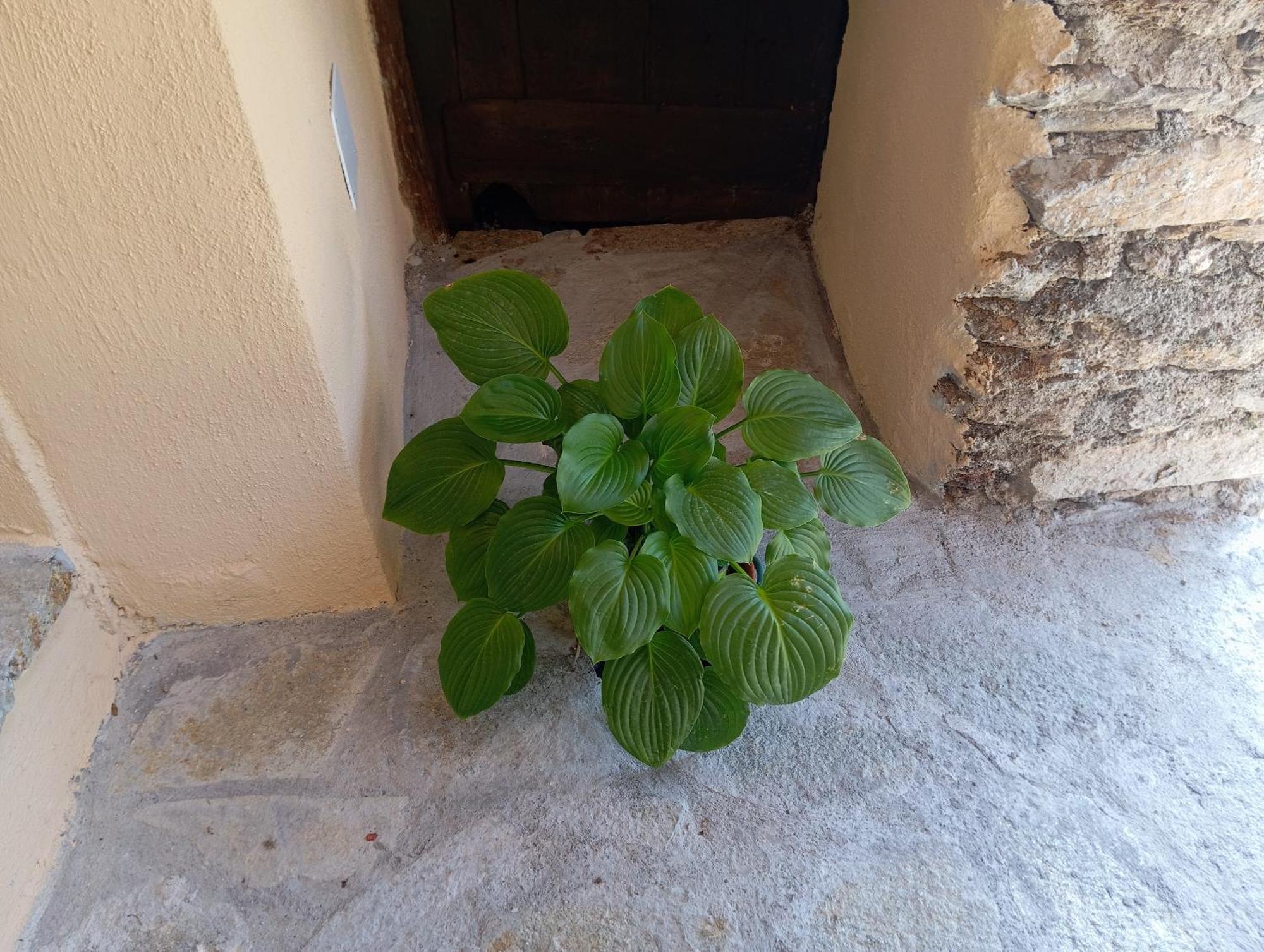 Agriturismo U' Spigu Nonna Annetta Nasino Exteriör bild